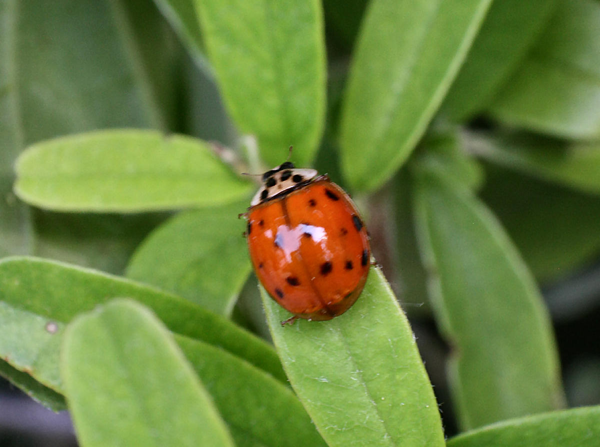 Harmonia quadripunctata ? no, H. axyridis